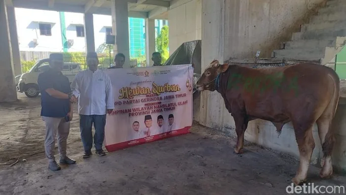 DPD Gerindra Jatim Bagikan Ratusan Hewan Kurban di Momen Idul Adha 2025
